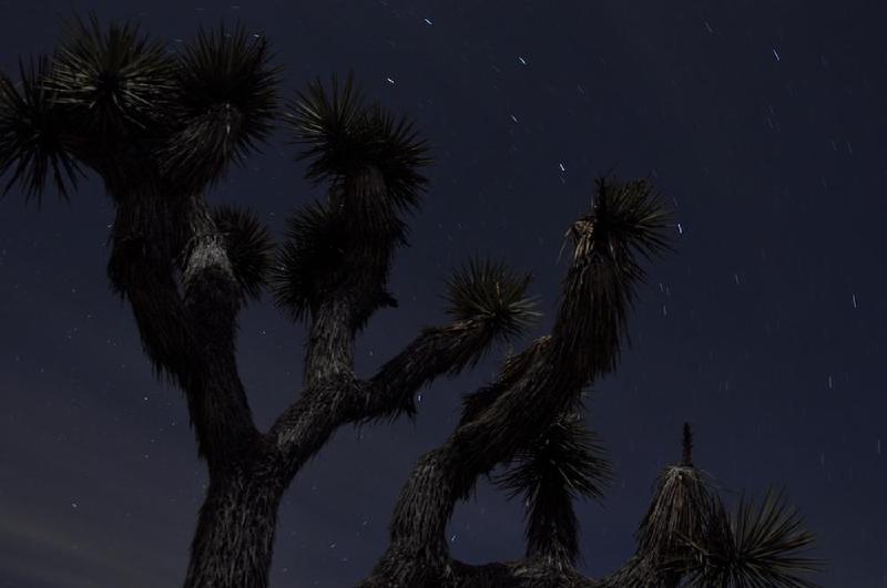 gallery/joshuaTreeNight_048.jpg