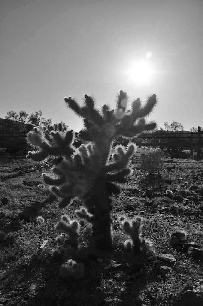 gallery/joshuaTree_004.jpg