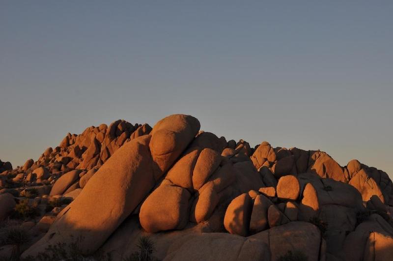 gallery/joshuaTree_032.jpg