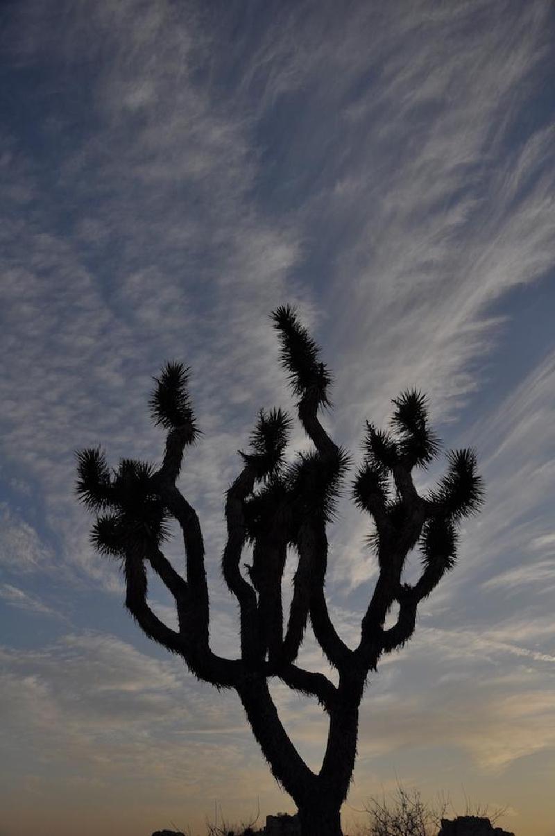 gallery/joshuaTree_078.jpg