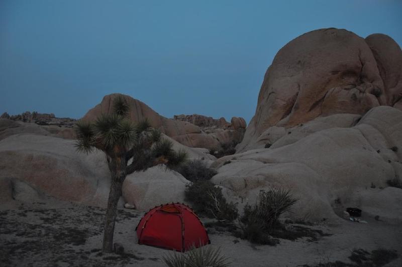 gallery/joshuaTree_105.jpg