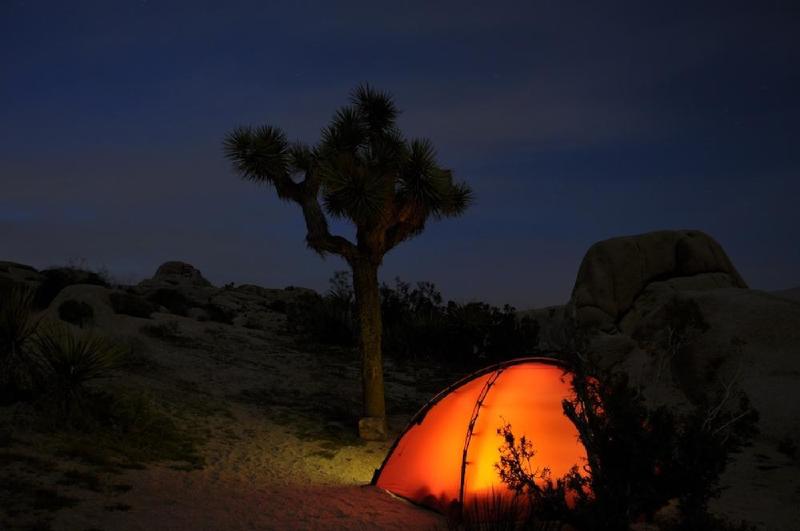 gallery/joshuaTree_116.jpg