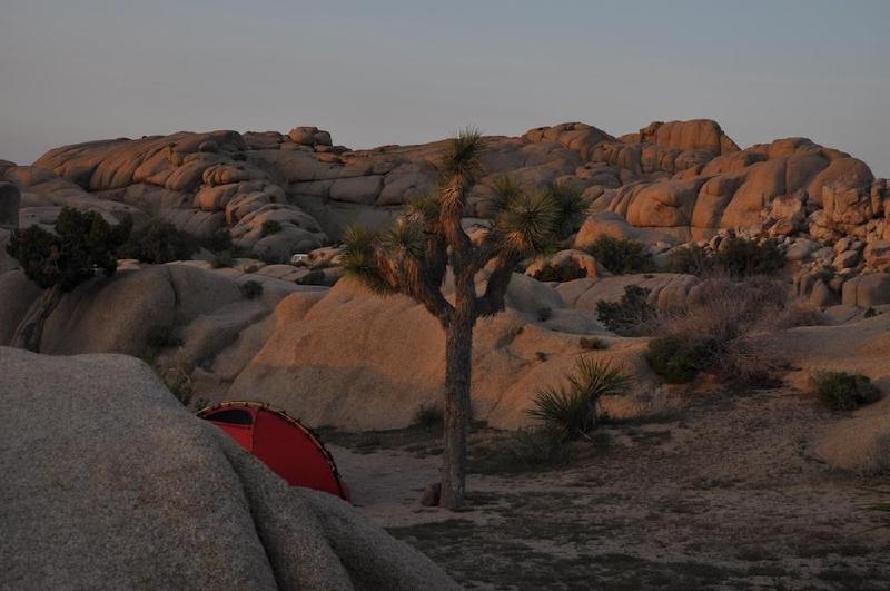 gallery/joshuaTree_169.jpg