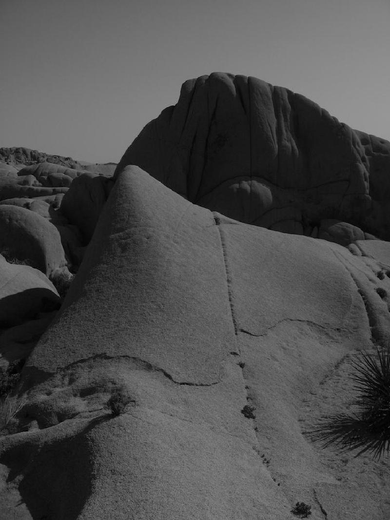 gallery/joshuaTree_190.jpg