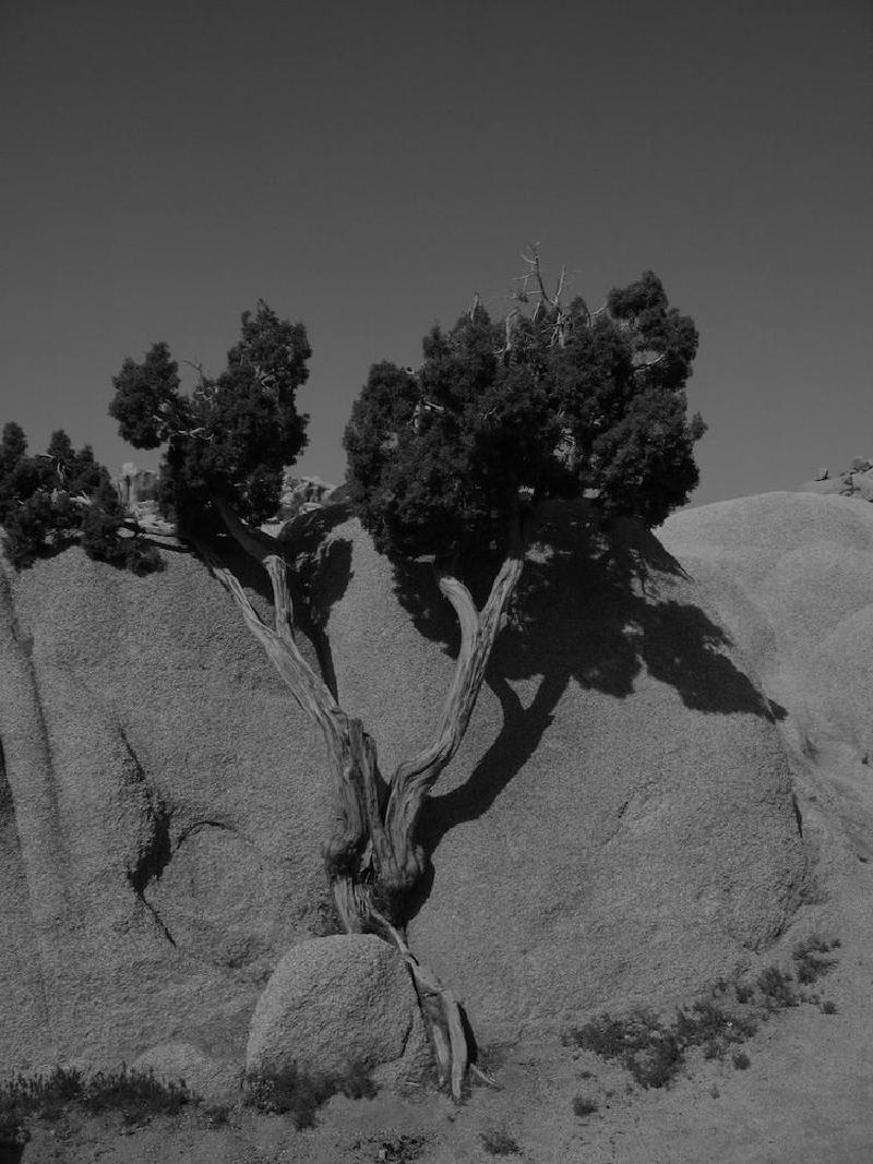 gallery/joshuaTree_192.jpg