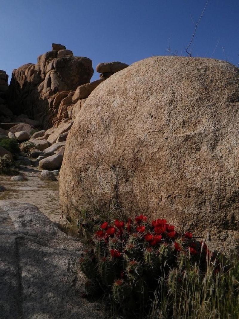 gallery/joshuaTree_226.jpg