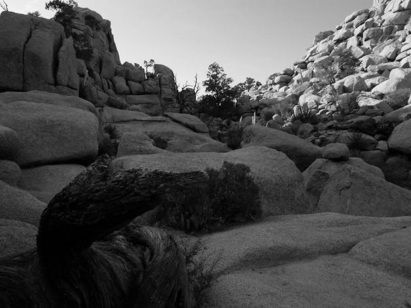 gallery/joshuaTree_228.jpg