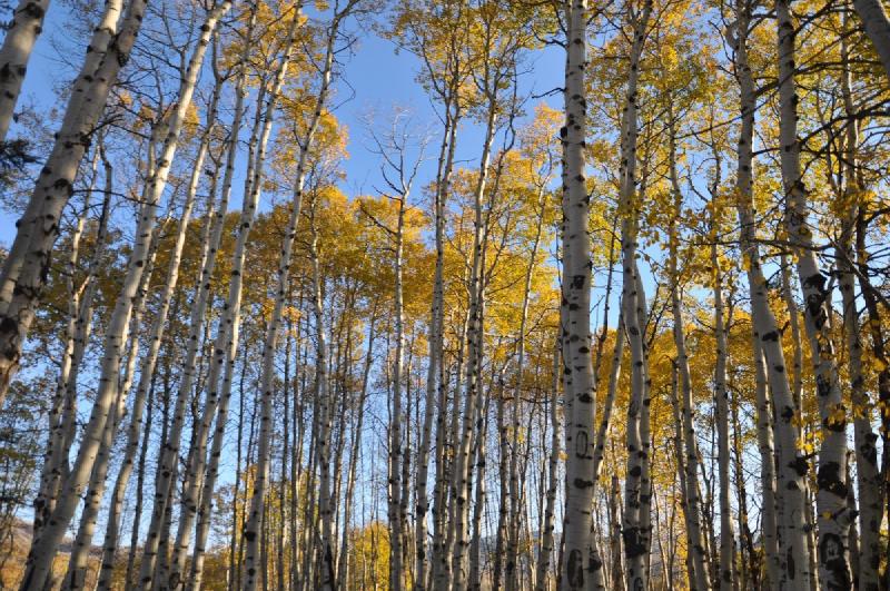 gallery/colorado_073.jpg