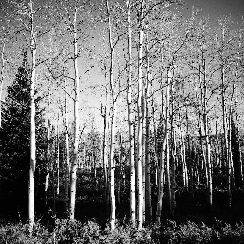 gallery/colorado_076.jpg