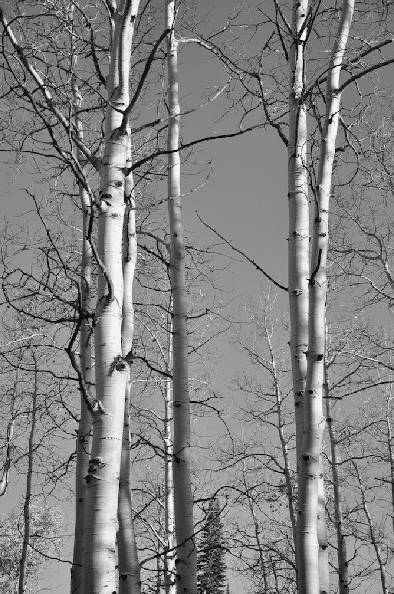 gallery/colorado_080.jpg
