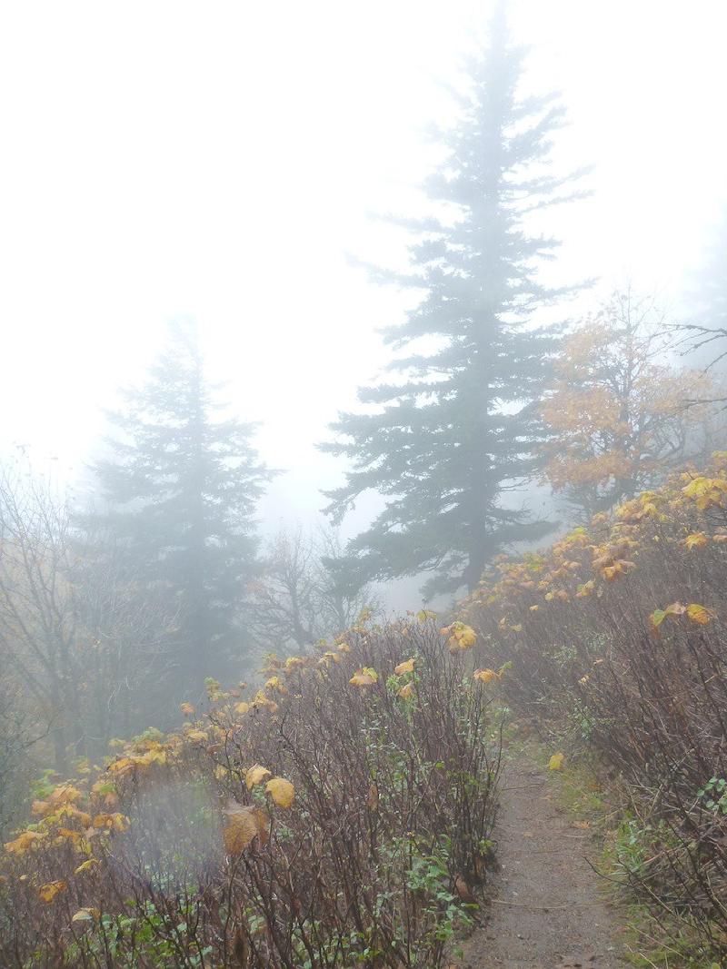 gallery/dogMountain_18.jpg