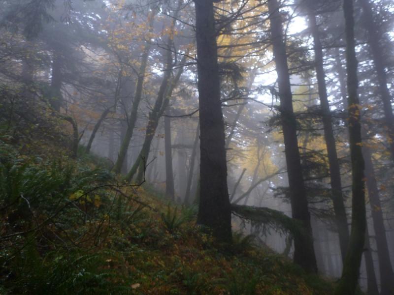 gallery/dogMountain_24.jpg