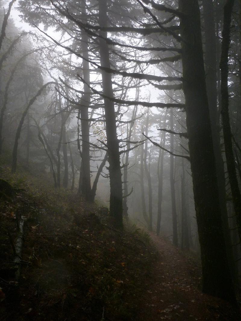 gallery/dogMountain_25.jpg