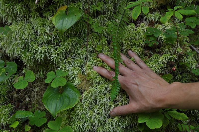 gallery/olympics_012.jpg