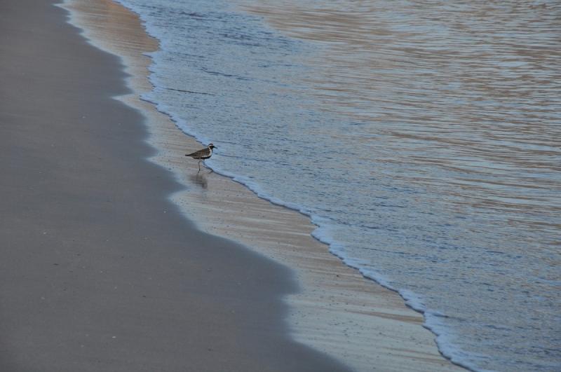 gallery/hawaii_031.jpg