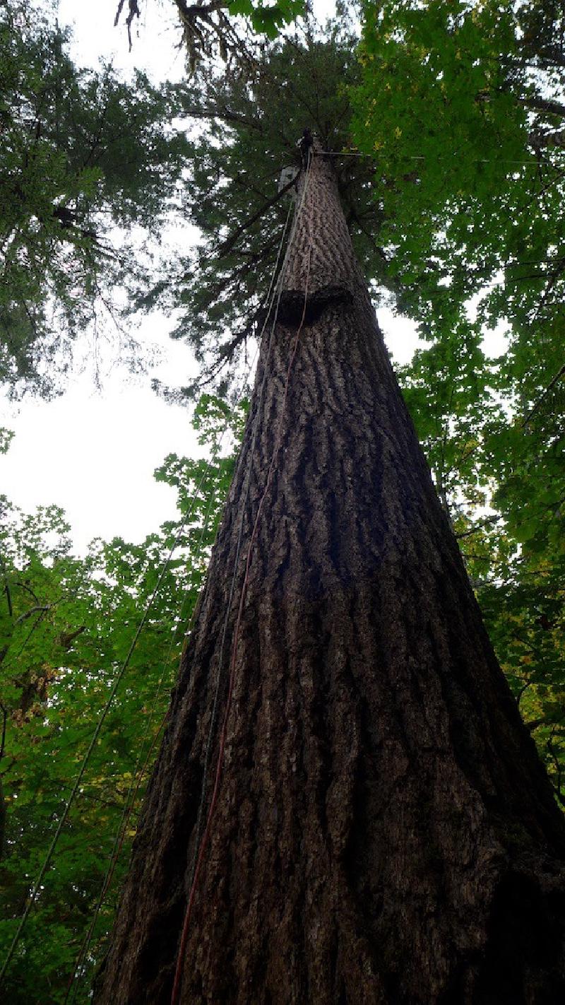 gallery/trees_031.jpg