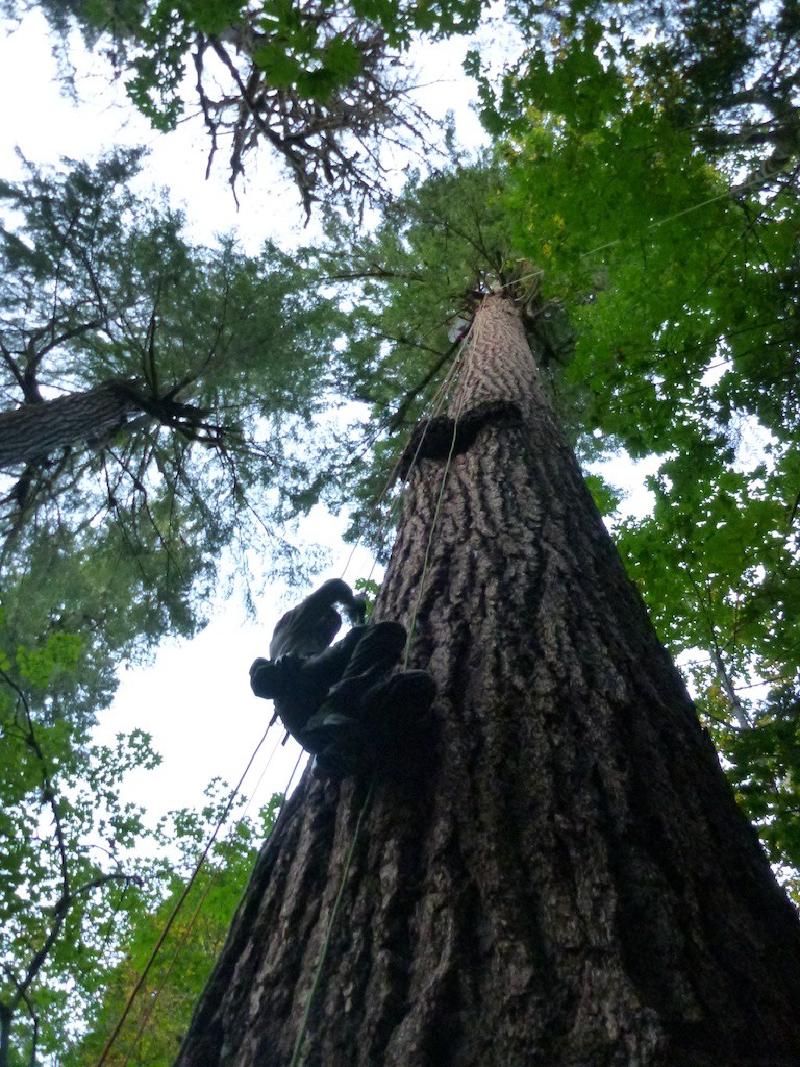gallery/trees_054.jpg