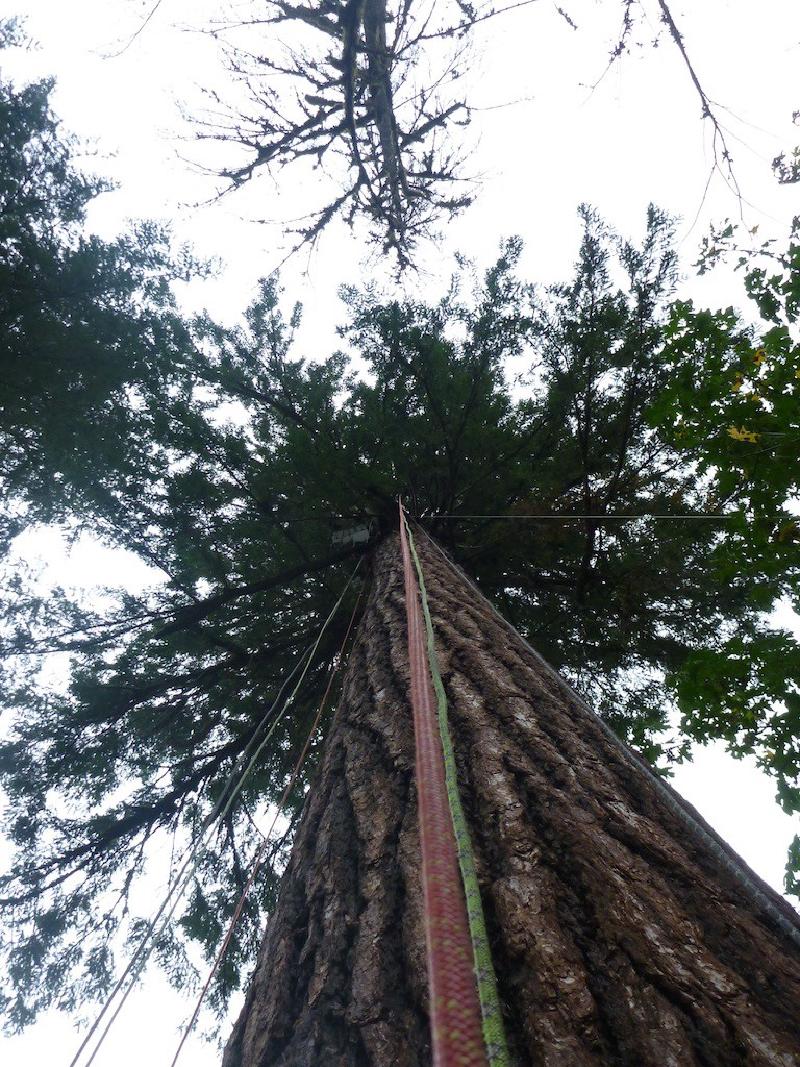gallery/trees_130.jpg
