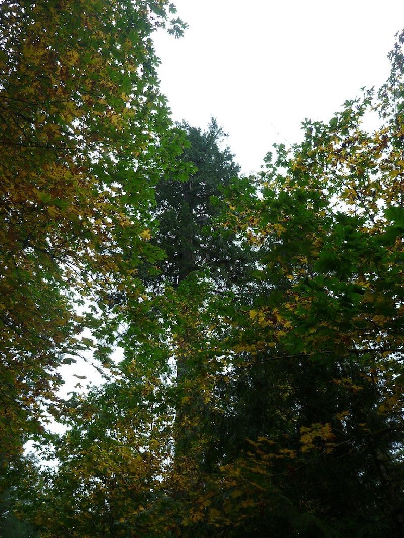 gallery/trees_145.jpg