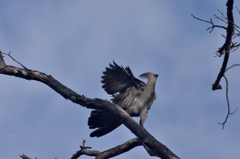 gallery/chiloGorge_096.jpg