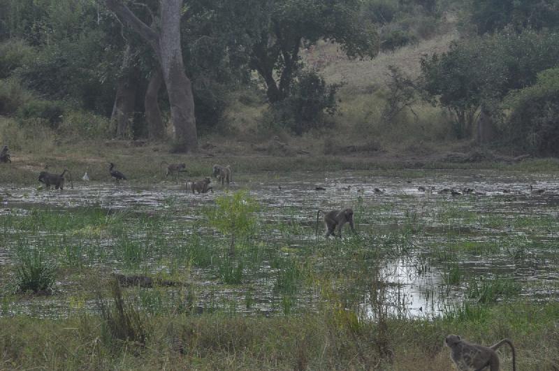 gallery/chiloGorge_350.jpg