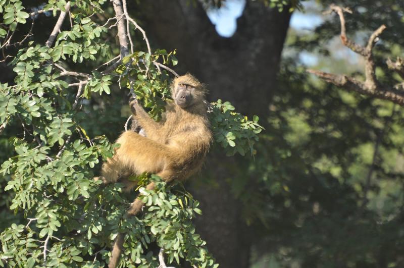 gallery/hwange3_052.jpg