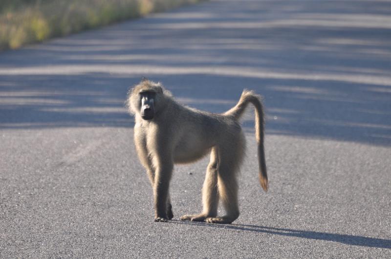 gallery/hwange3_057.jpg