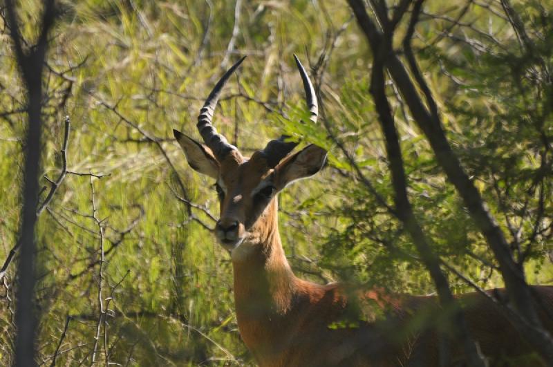 gallery/hwange3_074.jpg