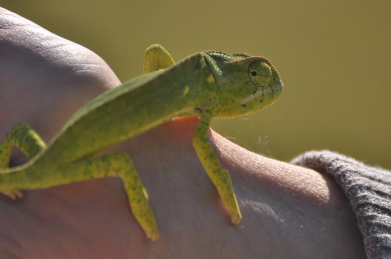 gallery/hwange3_079.jpg