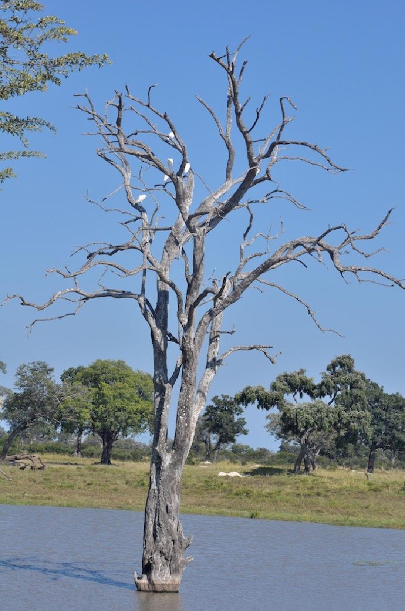 gallery/hwange3_115.jpg