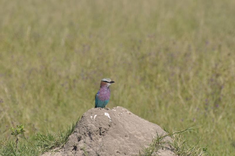 gallery/hwange3_138.jpg