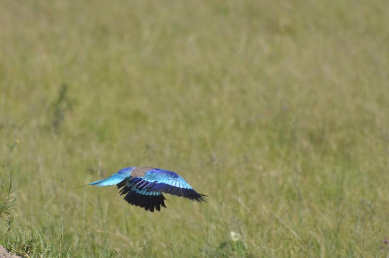 gallery/hwange3_143.jpg