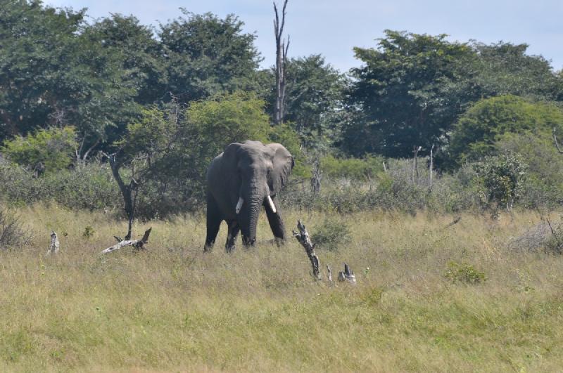gallery/hwange3_149.jpg