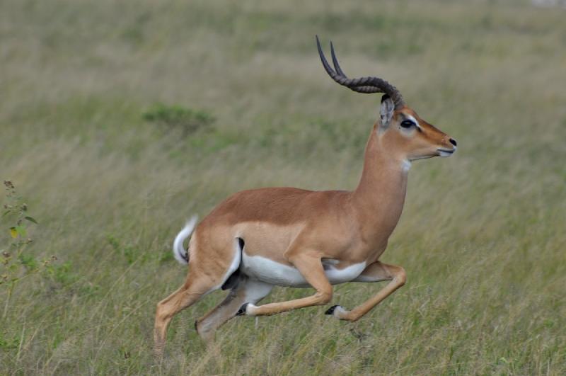 gallery/hwange3_216.jpg