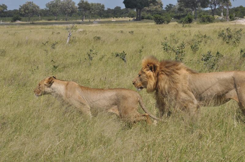gallery/hwange3_311.jpg