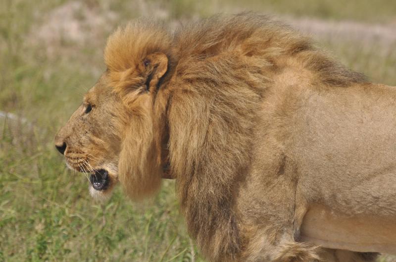 gallery/hwange3_334.jpg