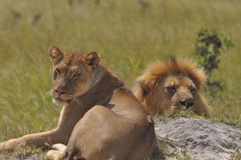 gallery/hwange3_353.jpg