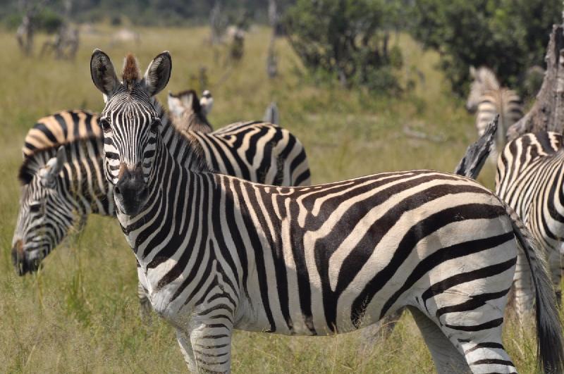 gallery/hwange3_390.jpg