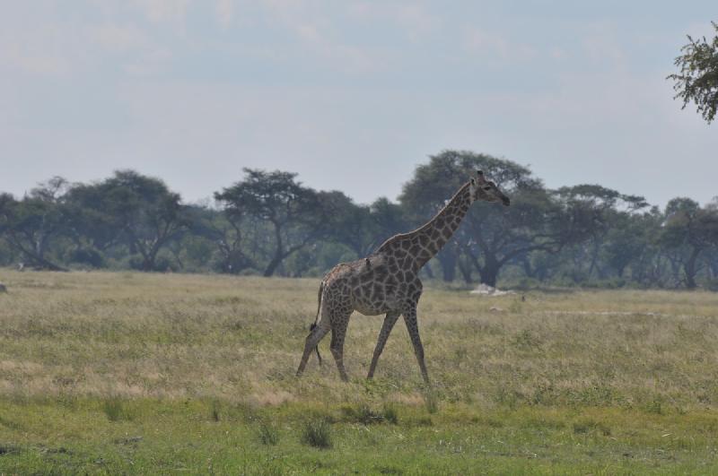 gallery/hwange3_422.jpg