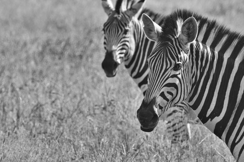 gallery/hwange3_491.jpg