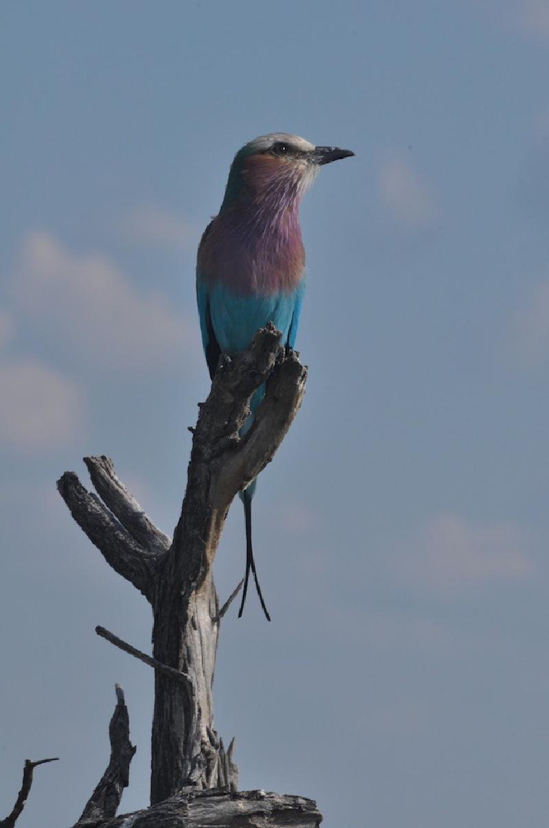 gallery/hwange3_520.jpg