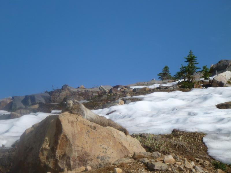 gallery/rainier_161.jpg