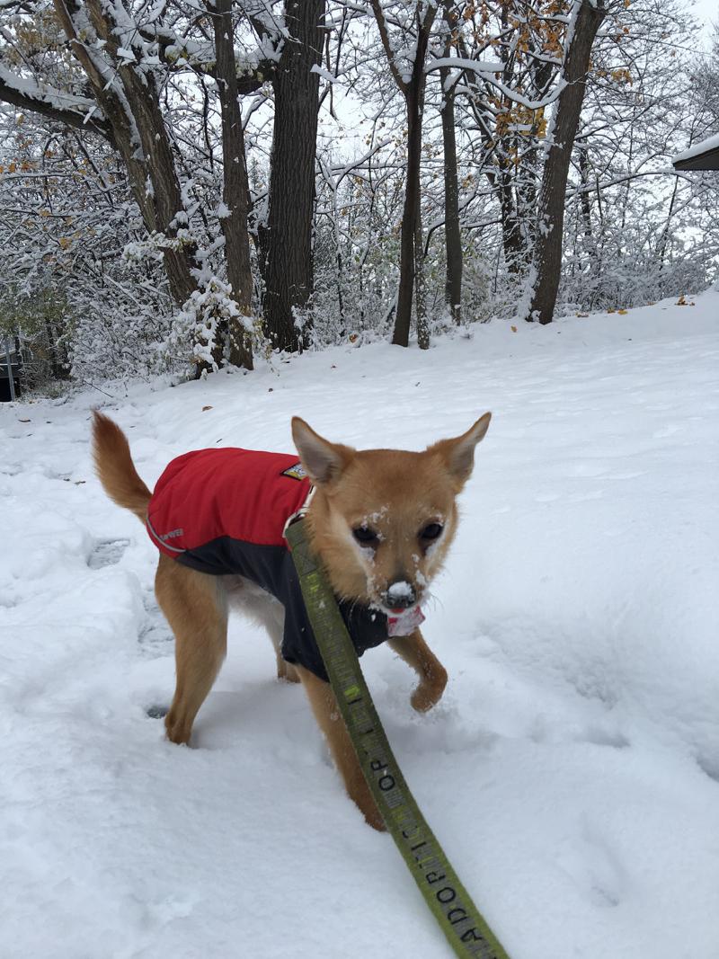 gallery/firstSnow_5.jpg