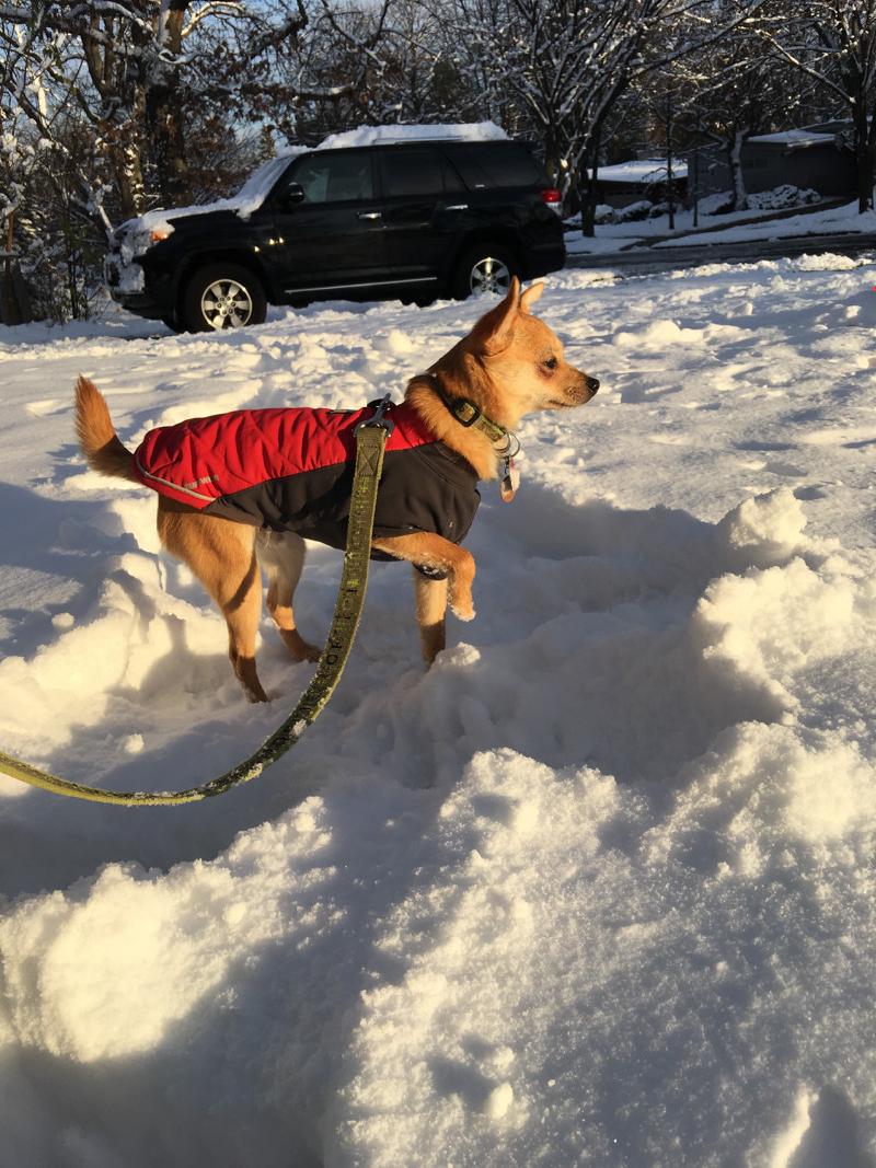 gallery/firstSnow_6.jpg