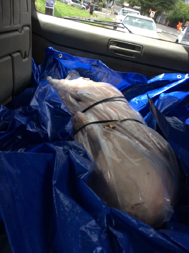 gallery/pigRoast_02.jpg