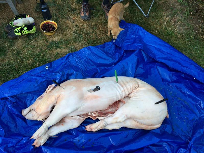 gallery/pigRoast_11.jpg