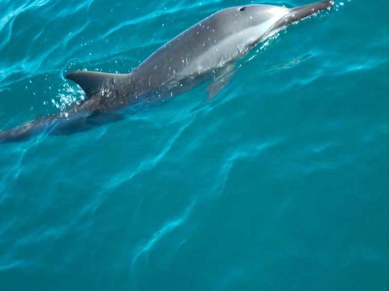 gallery/hawaiiBoat_08.jpg