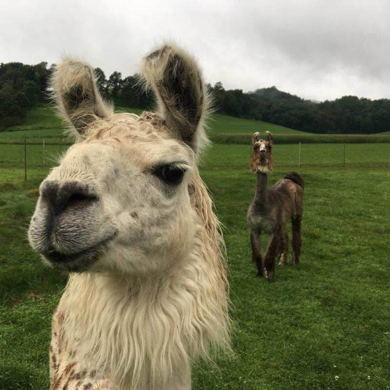 gallery/llamaCabin_01.jpg