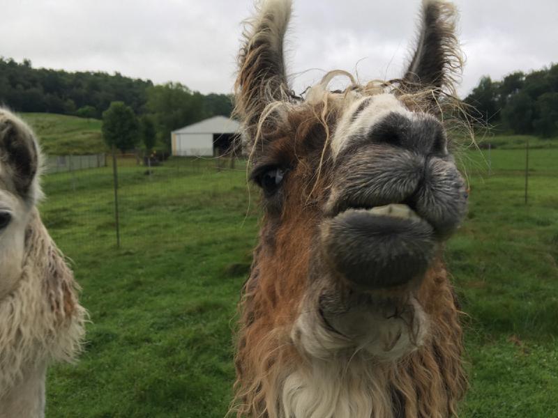 gallery/llamaCabin_04.jpg