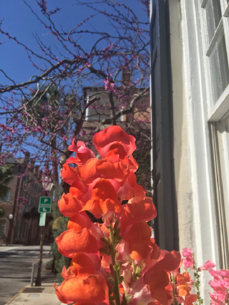 gallery/charleston_57.jpg